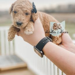 Dachshund, Goldendoodle, and Sheepadoodle Puppies from Doodles & Doxies