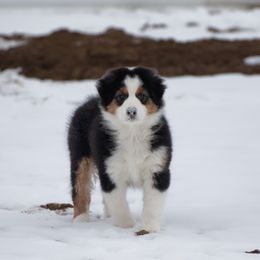 Australian Shepherd Puppies from Top Draft Genetics