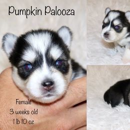 Pumpkin Palooza - Black and white female Pomsky puppy in Denham Springs, Louisiana from Bayouland Pomskies