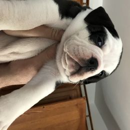 Olde English Bulldogge Puppies from Gods Of Olympus Bulldogges