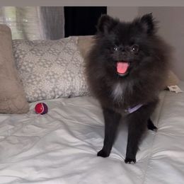 Pomeranian Puppies from Luxury Poms