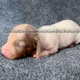 Chocolate and Tan Dappled Piebald Boy - Dachshund puppy from Coastal Georgia Miniature Dachshunds