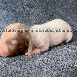 Chocolate and Tan Dappled Piebald Boy - Dachshund puppy from Coastal Georgia Miniature Dachshunds