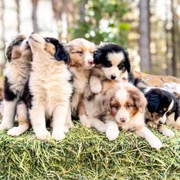 Miniature American Shepherd and Miniature Australian Shepherd Puppies from Whiskeytown Aussies