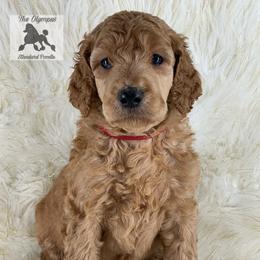 Daren - Poodle puppy from The Olympus Standard Poodle