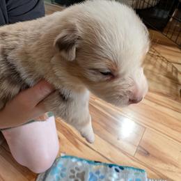 Red merle , mask - Red merle male Australian Shepherd puppy in Cherry Grove, Oregon from TLC Dream and Pureland Australian Shepherds