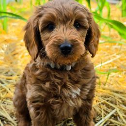 Capricorn - Red  male Goldendoodle puppy in Syracuse, Utah from Just Doodling Dogs
