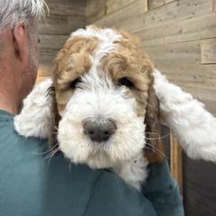 Titus - Orange and white male Saint Berdoodle puppy in San Antonio, Texas from Mammoth Doodles