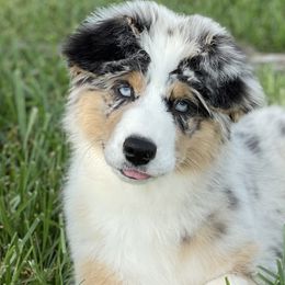 Girl 4 - Black Australian Shepherd puppy in Jonesborough, Tennessee from Lotus Australian Shepherds