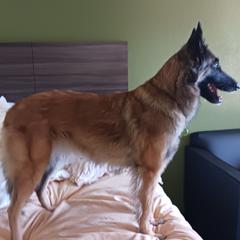 Grace. - Belgian Tervuren