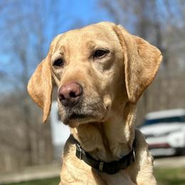 Eyrie - Labrador Retriever