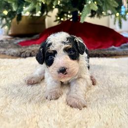 White Tricolor 1 - Tri-color male Bernedoodle puppy in Brooksville, Florida from Kruger Doodles