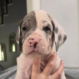 Vicki - Blue and white female Great Dane puppy in Longview, Texas from Lazy A Danes