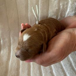 Mookie - Red male Cavapoo puppy in South Jordan, Utah from Simply Sweet Paws. LLC