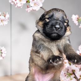 Envy - Sable female German Shepherd puppy in Oakland, Oregon from VHM German Shepherds