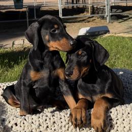 Doberman Pinschers from Las Vegas Dobermans