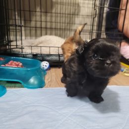 Shih Tzu Puppies from Chimera Shih Tzu