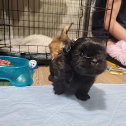 Shih Tzu Puppies from Chimera Shih Tzu