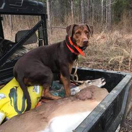 Gibbs - Catahoula Leopard Dog