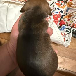 Red male - Sable male Dachshund puppy in Rome, Georgia from Jade’s Dachshunds