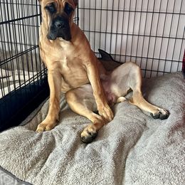 Cane Corso All Grown Up from Mass Cane Corso