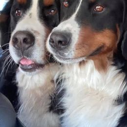 Bernedoodles and Bernese Mountain Dogs from Bernese Home