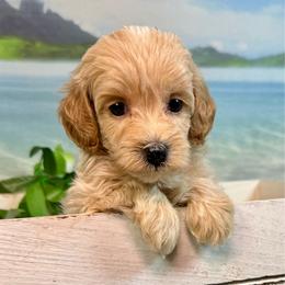 Fin (purple) - Apricot male Goldendoodle puppy in Haltom City, Texas from Ohana Doodles