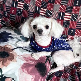 Boy 2 Emerald - White male Maltese puppy in Snowville, Utah from Navabo Diamond