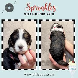 Sprinkles - Tri-color female Bernedoodle puppy in Boiling Springs, South Carolina from OlliePups, LLC