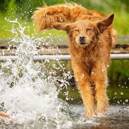 Golden Retrievers from Brigadoon Goldens