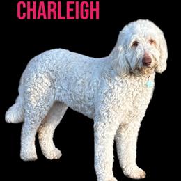 Charleigh - Goldendoodle