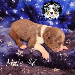 Boy 7 - male Australian Shepherd puppy in Harpers Ferry, Iowa from Wexford Creek Aussies, LLC