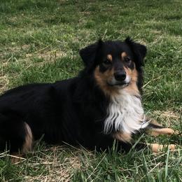 Gunny - Australian Shepherd