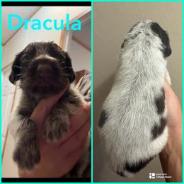 Dracula - Liver and white male German Wirehaired Pointer puppy in Fulshear, Texas from Jagged Edge German Wirehaired Versatility Dogs