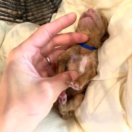 Butters - Red  male Poodle puppy in Queen Creek, Arizona from Poised Poodles