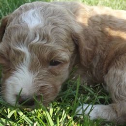 Goldendoodles from Mini Doodles Dandy