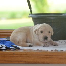Arlo (blue collar) - Golden male Golden Retriever puppy in Webster City, Iowa from Whispering Pines Precious Puppies
