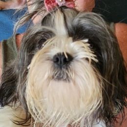 Chihuahuas and Shih Tzus from Gillian's Shih Tzus