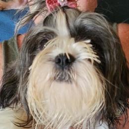 Chihuahuas and Shih Tzus from Gillian's Shih Tzus
