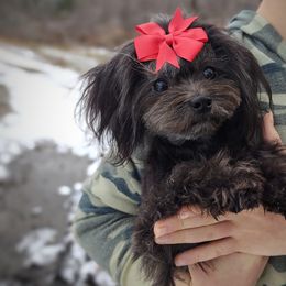 Arendelle - Havanese