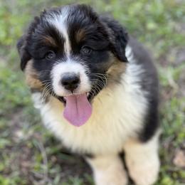 Australian Shepherds from Willowlake Australian Shepherds