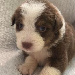 Bumblebee - Red tri-color male Australian Shepherd puppy in Albertville, Alabama from Salt Creek Aussies