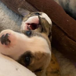 Whippet Puppies from Aristaios Farms