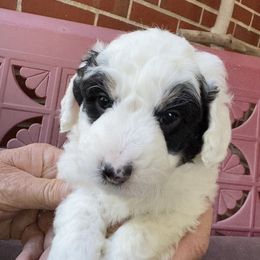 Lurch - Black and white male Bernedoodle puppy in Forsyth, Illinois from Birdies Mini Bernedoodles