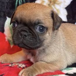 Boston Terriers and Pugs from Brenda's Puppies