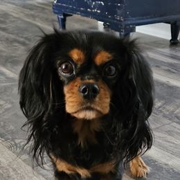 Jade - Cavalier King Charles Spaniel