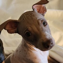 American Hairless Terriers and Miniature American Shepherds from Mapleleaf MAS & AHT