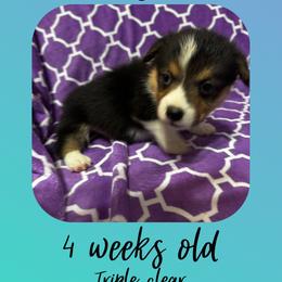 Luigi - Black and tan male Pembroke Welsh Corgi puppy in Dickinson, Texas from Careaga Farms
