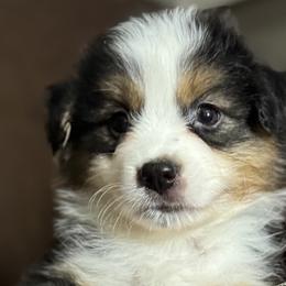 Boy 4 - Black tri male Miniature American Shepherd puppy in Estacada, Oregon from Malachi Kennels