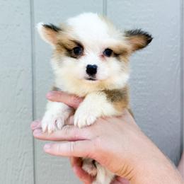 Yellow - Catherine of Aragon (fluffy) - Red female Pembroke Welsh Corgi puppy in Milan, Georgia from Williams’ Welsh Corgis LLC